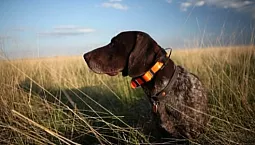 10 meilleurs colliers de chien GPS Tracker pour la chasse