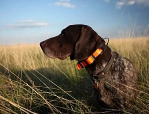 10 meilleurs colliers de chien GPS Tracker pour la chasse