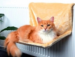5 meilleurs hamacs pour chats