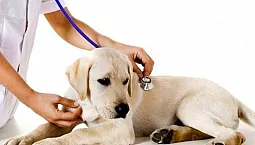 5 meilleures cliniques vétérinaires à Saint-Pétersbourg