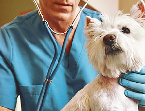 5 meilleures cliniques vétérinaires à Minsk