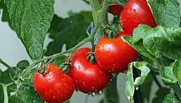 15 meilleures variétés de tomates pour la serre