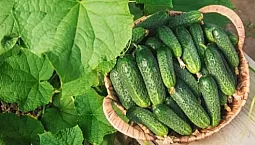 15 meilleures variétés de concombres pour terrain découvert
