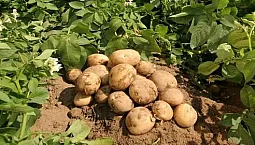10 meilleures variétés de pommes de terre pour la voie du milieu