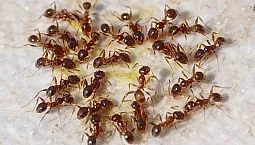 Top 10 des remèdes contre les fourmis