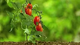15 meilleures variétés de tomates à faible croissance pour terrain découvert