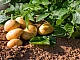 10 meilleures variétés de pommes de terre pour l'Oural