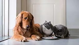 5 remèdes efficaces et sûrs contre les tiques et les puces