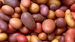 10 meilleures variétés de pommes de terre pour la région de Moscou