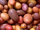 10 meilleures variétés de pommes de terre pour la région de Moscou