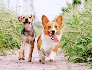 8 meilleures alternatives Bravecto pour chiens et chats