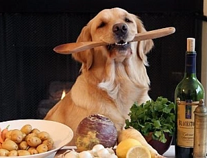 Top 10 des fabricants russes d'aliments pour chiens