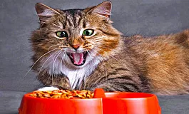 10 meilleurs aliments pour chats russes
