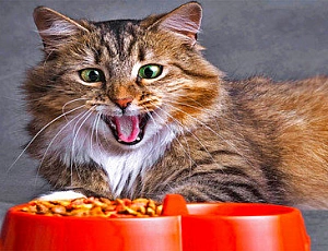 10 meilleurs aliments pour chats russes