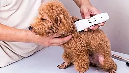 5 meilleures tondeuses caniche