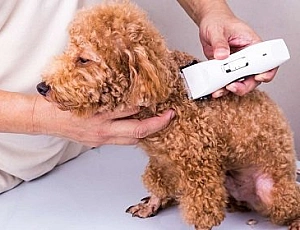 5 meilleures tondeuses caniche