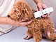 5 meilleures tondeuses caniche